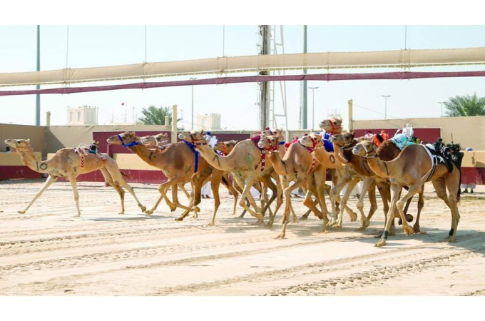 Arabian Camel Festival on Sword of H.H. the Father Amir