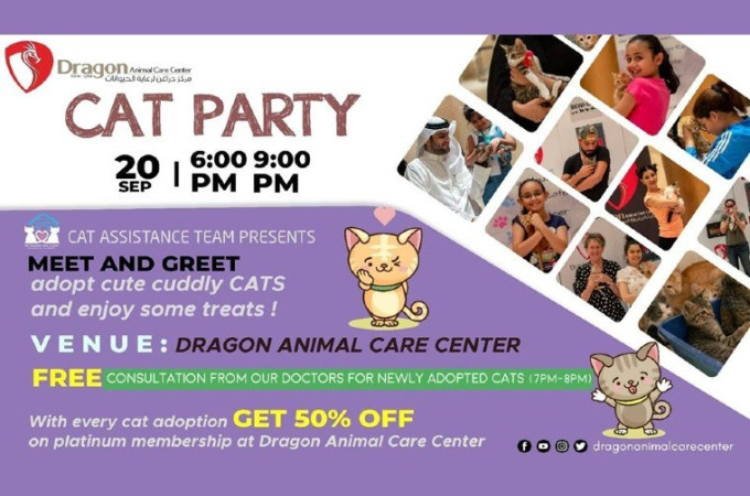 Cat Party at Dragon Animal Care Center