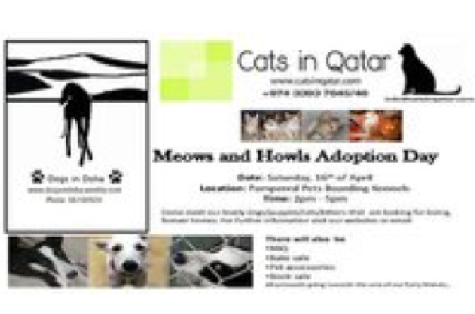 Cats in Qatar & Dogs in Doha ADOPTION / FUNDRAISING DAY
