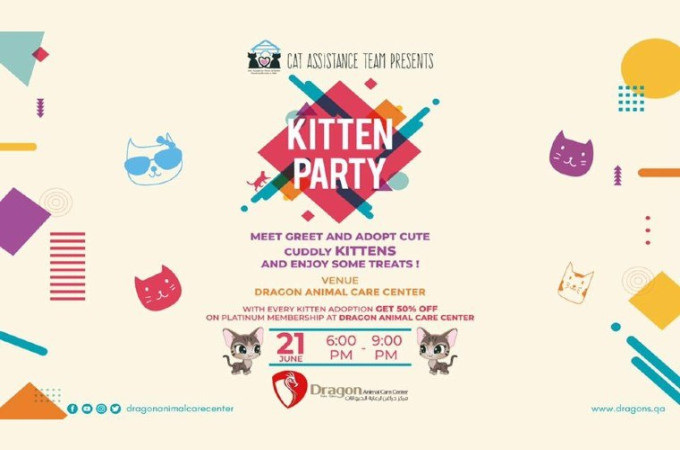 Kitten Party at Dragon Animal Care Center