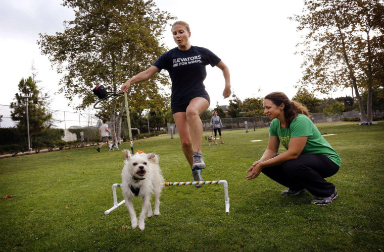 PAWCAMP - the unconventional fitness class