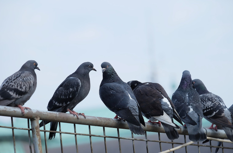 Pigeon Exhibition 2020 at Katara Cultural Village