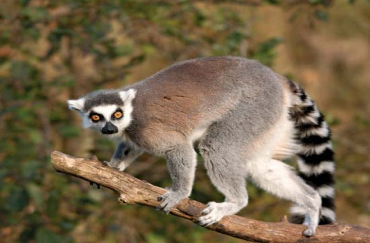 Pottery Barn Kids invites you and your kids for an interactive session to learn all about Lemurs! 