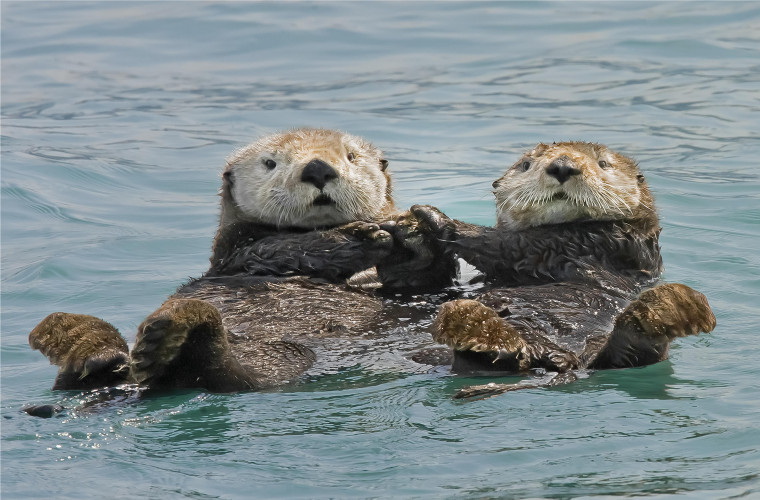 Pottery Barn Kids Presents: Little Explorers - Sea Otters