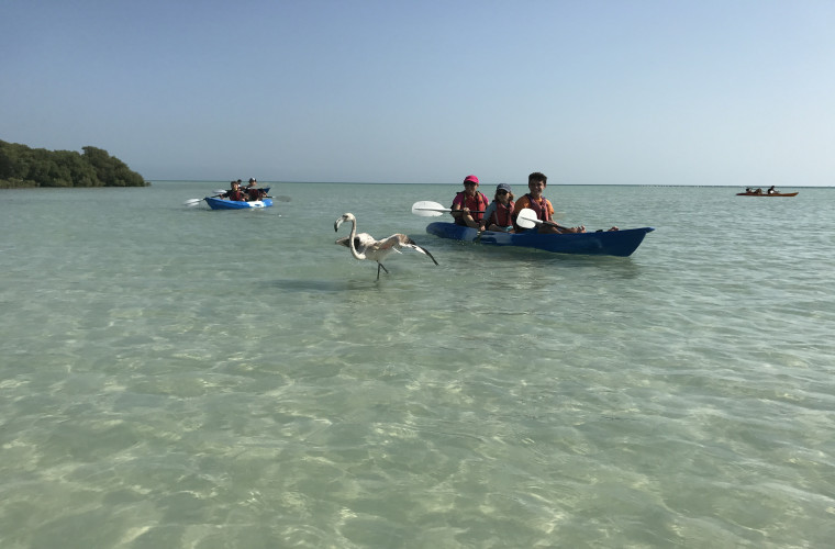Qatar National day mangroves and flamingo kayaking  