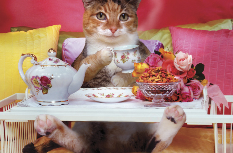 The Mad Catter's Tea Party 