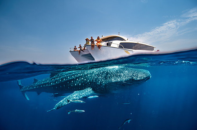 The Whale Sharks of Qatar Tour 2023