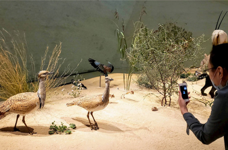 Virtual Field Trip 2022 at National Museum of Qatar